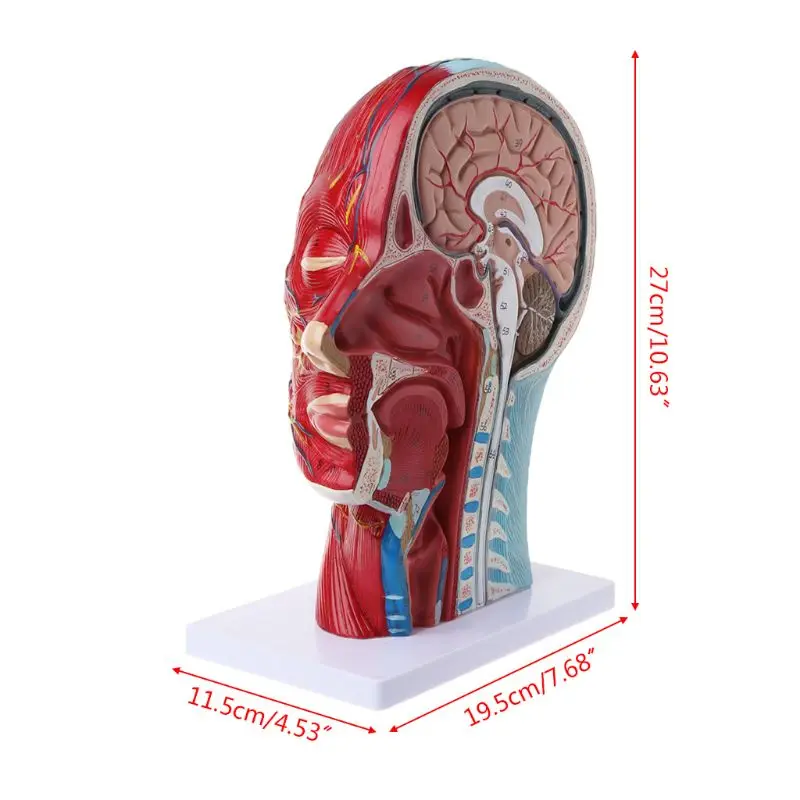 Анатомическая половина головы человека лицо Анатомия медицинский головной убор шеи медианный раздел Исследование Модель нерва кровеносный сосуд для обучения
