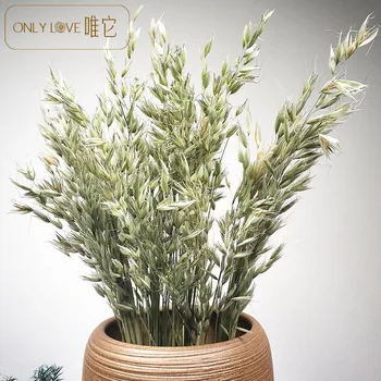 

Factory Wholesale Wheat Flower Bouquet Ins Dried Nordic Oats tu wei cao New Year Decoration Home Decoration