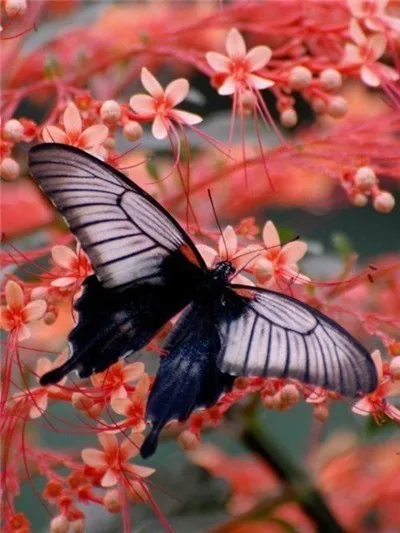 Butterfly 12 Бабочка животное Новое поступление цветок DIY Кристалл полная дрель квадратная 5D алмазная живопись Набор для вышивки крестом мозаика круглые стразы - Цвет: Butterfly 12