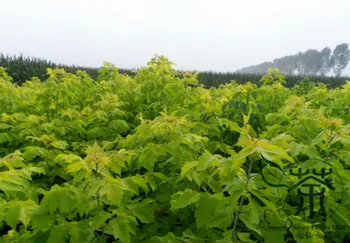 

Acer Negundo Boxelder Maple Maple Ash Fu-Ye-Qi