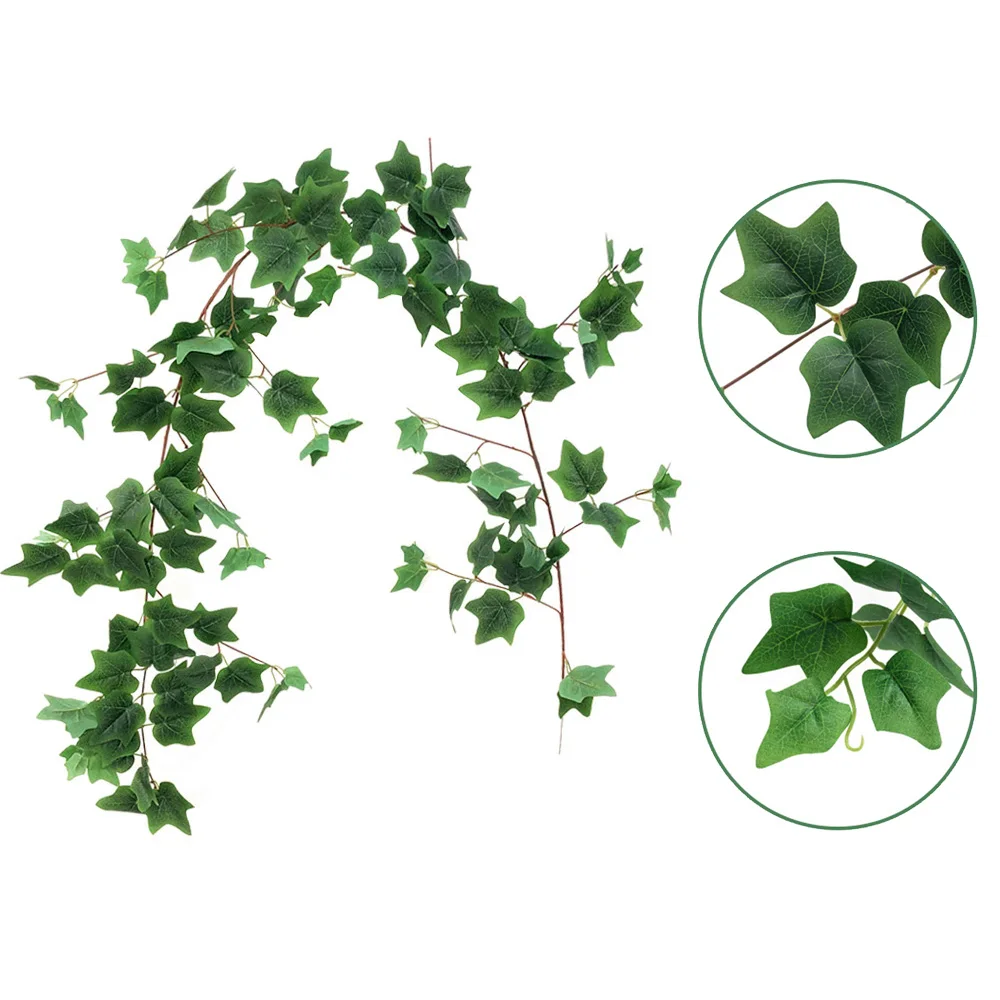 Лианы на прозрачном фоне. Плющ вьюн цветы. Листья плюща лоза. Вьюн девичий виноград. Плющ обыкновенный.