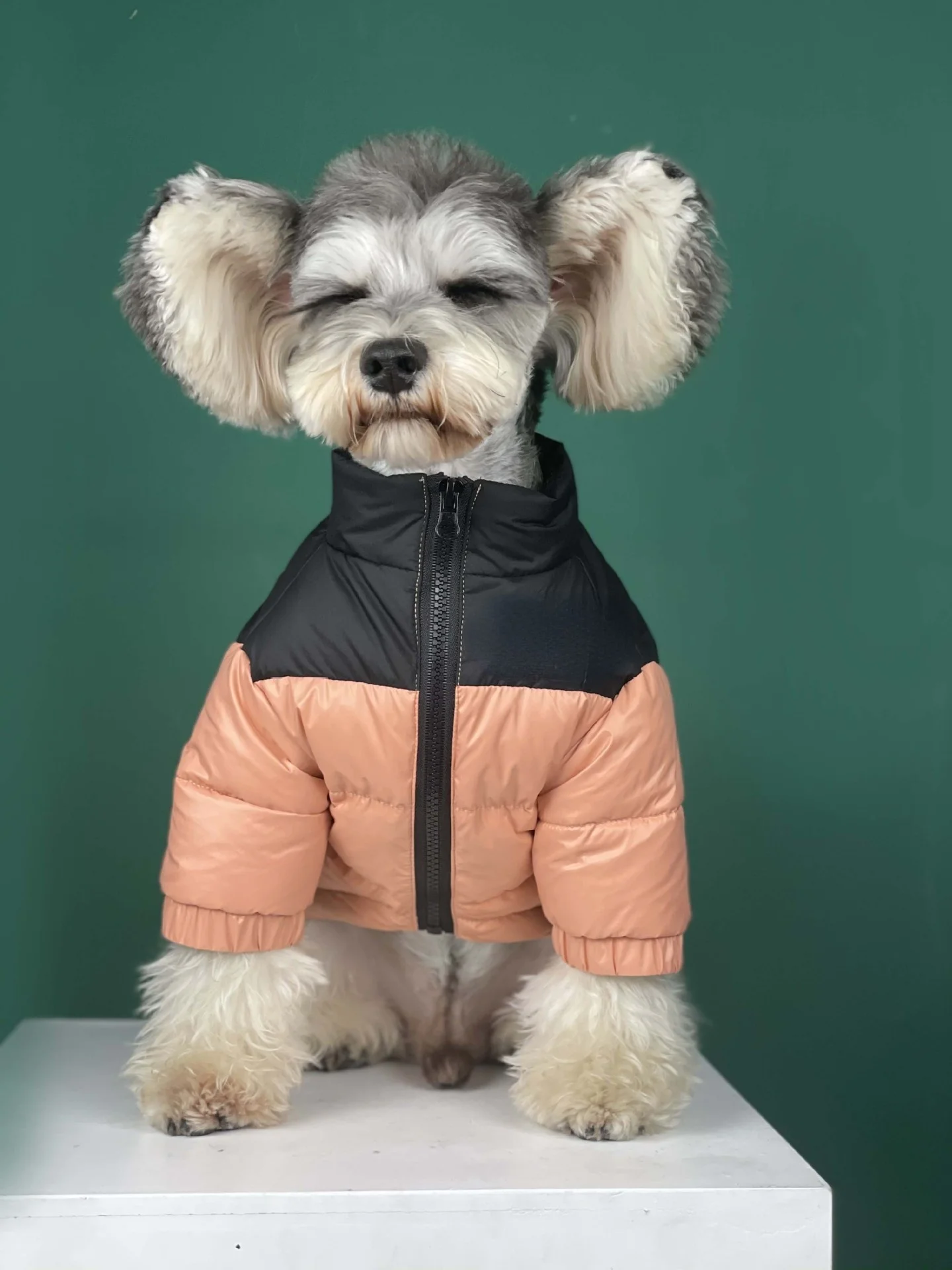north face puffer jacket dog