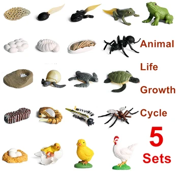 

5 Sets Simulation Insects Animals Life Growth Cycle Model Mini Size Frog Chicken Turtle Ant Biology Education Toys for Kids Gift