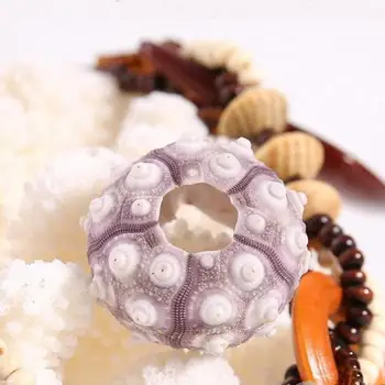 

1Pcs / Lot 5Cm To 8Cm Shell of Sea Urchin Snail Diameter About 6Cm Natural Aquarium Decoration Ornament for Fish Tank