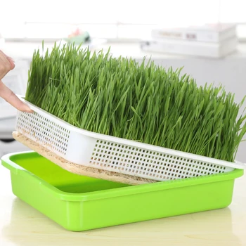 

Seed Sprouter Tray Soil-Free Large Capacity with Cover Seedling Tray Bean Sprout Plate Hydroponic