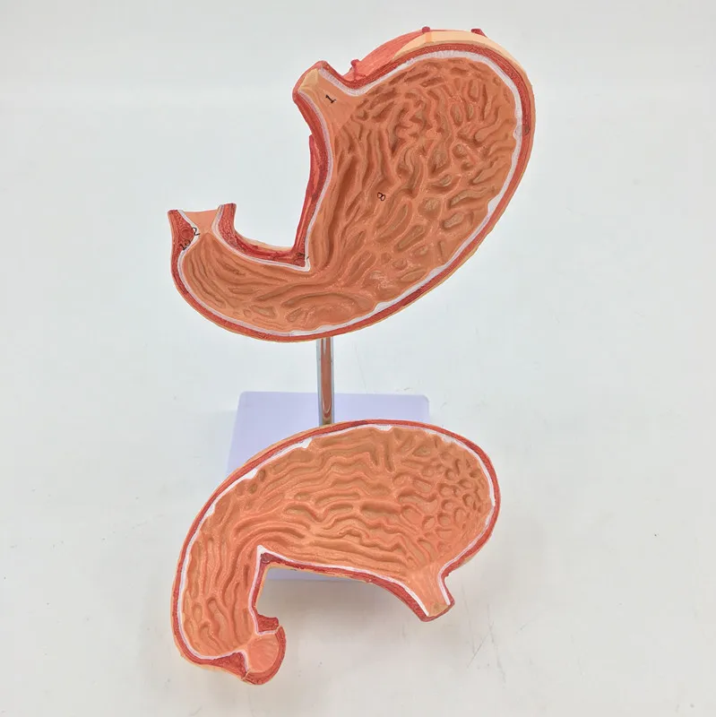 Natural Big Stomach Model Stomach Anatomy Stomach Model Normal Human Stomach Anatomy Gastric Profile Teaching Model