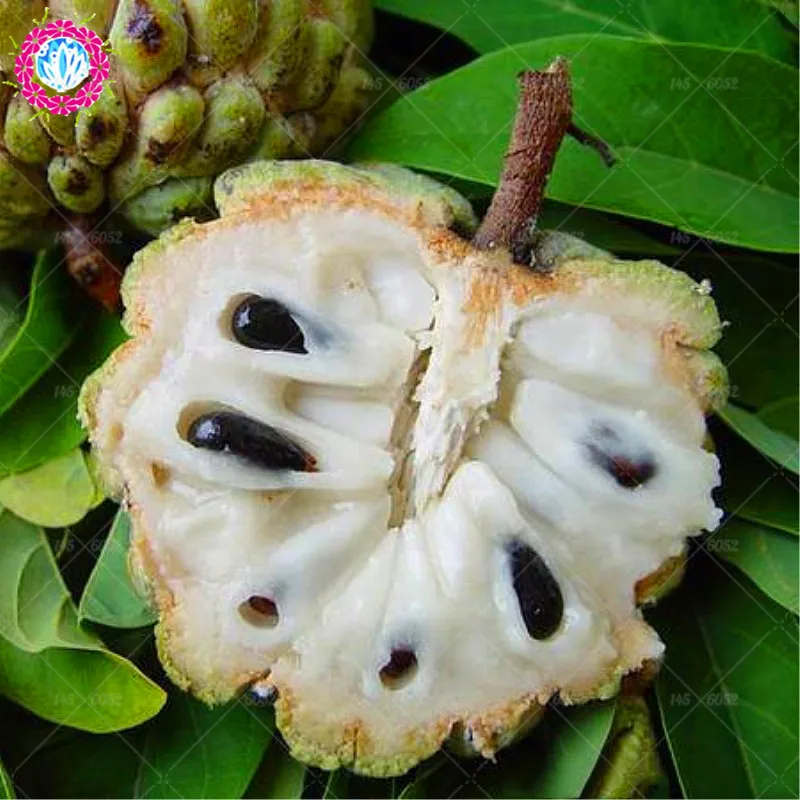 10 шт./пакет Sweetsop бонсай фруктовое дерево тропический сахар-apple Фрукты многолетние Annona сквамоза горшочные растения для дома садовые растения