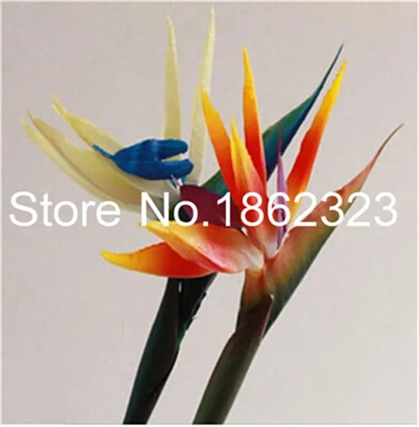 Настоящий цветок strelitzia reginae, комнатное растение в горшках, райская птица, бонсай, Sementes-100 шт, тропический бонсай