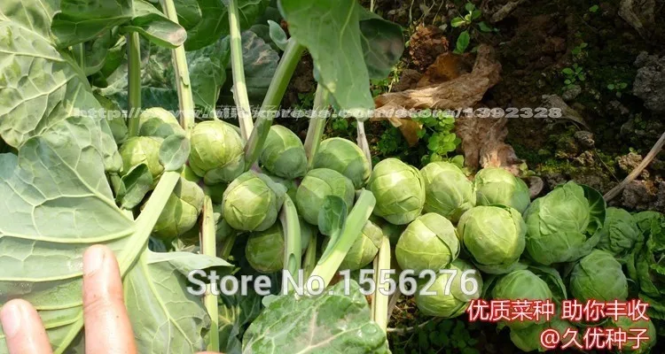 100 шт Высокое качество Brassica oleracea P-semillas-органические овощные наборы
