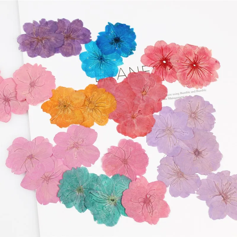 SakuraDriedFlowersEmbossedPlantSpecimenTeachingDIYHandmade