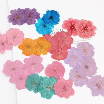 

Sakura Dried Flowers Embossed Plant Specimen Teaching DIY Hand-made Glue Dried Flowers Scented Candle Pressed Flower Material