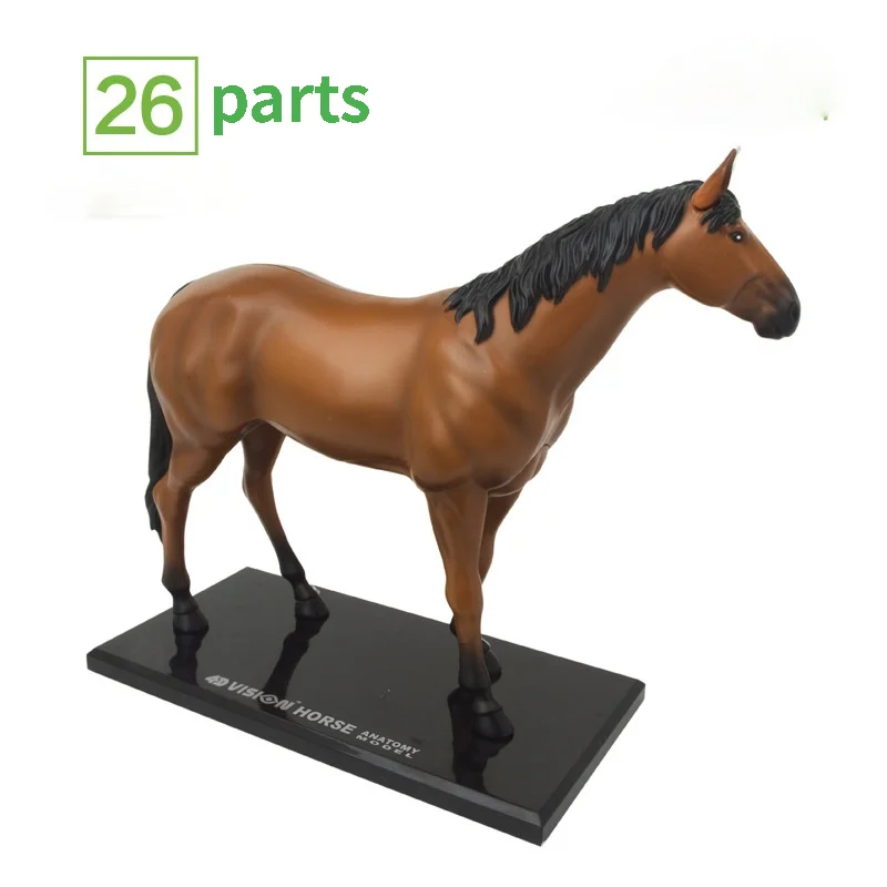 

31 Parts 4D Assembled Horse Anatomy Model Medical Anatomic Animal Puzzels for Children Skeleton Educational Science Toys