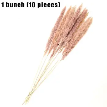 

10 Pcs Dried plants pampas grass natural phragmites communis wedding flower bunch color