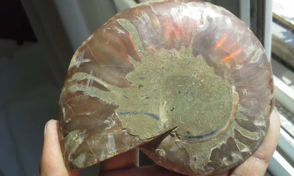 88fa 00674 1 Pair Half Cut Ammonite Shell Jurrassic Fossil Specimen Madagascar