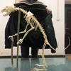 1 Pcs Real Complete Fox/Mink skeleton specimen. Real animal bone. Not Installed.DIY 2