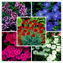 100 шт./пакет Гвоздика бонсай, 24 цвета, легко растить, высокая прорастания DIY Карен цветы-садовые декоративные-завод