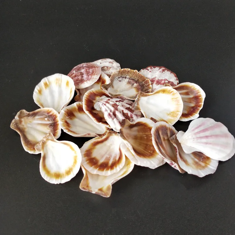 20 шт натуральные морские ракушки seastar красочные натуральные ракушки украшения серьги-ракушки декоративные украшения