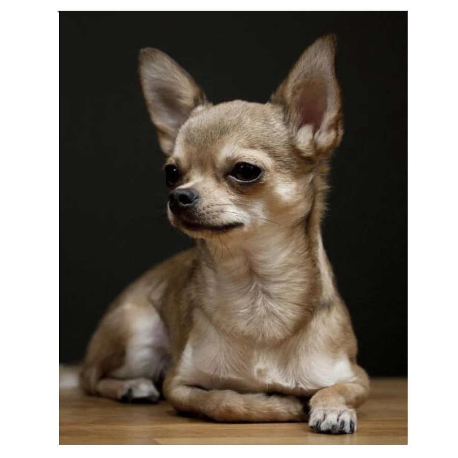 Full square round diamond embroidery chihuahua,5d diamond painting,dog cute pet diamond mosaic picture of rhinestones home decor