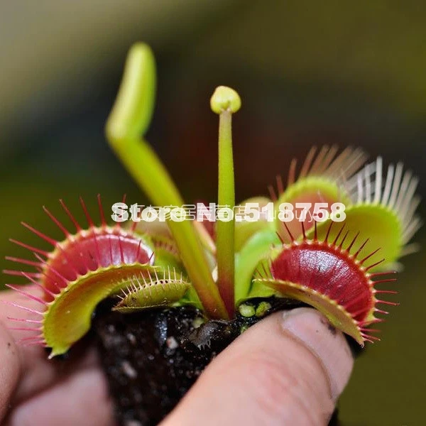 Свежий реальный Dionaea muscipola Венера Flytrap S-(Bu-ying-cao)-суккуленты Плотоядные