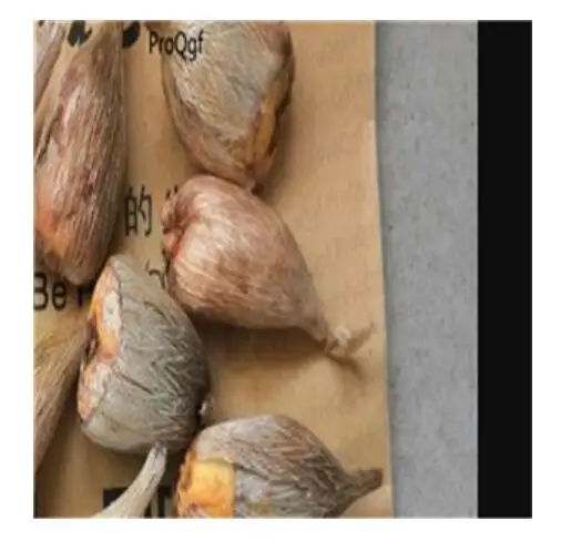 Ngryise 20 шт набор Freesia hybrida - Цвет: bulb