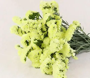 20pcs Yellow 20pcsdried forget-me-Not букет цветов натуральные растения рождественское свадебное украшение цветы композиция без вазы - Цвет: 20pcs Yellow