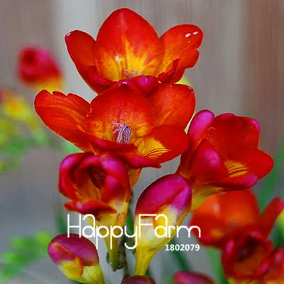 14 Бонсай Freesias великолепный сад красочные ароматные Цветочные растения Орхидея Флорес идеальные Цветочные Планты 100 Плант/упаковка - Цвет: 14