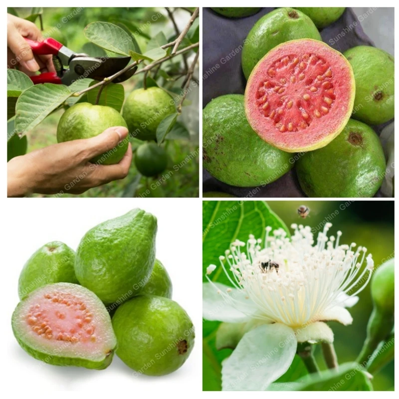 

100 Pcs / Bag Guava Bonsai Fresh Juicy Sweet and Delicious Thai Pink Organic Perennial Psidium Guajava Fruits For Home Garden