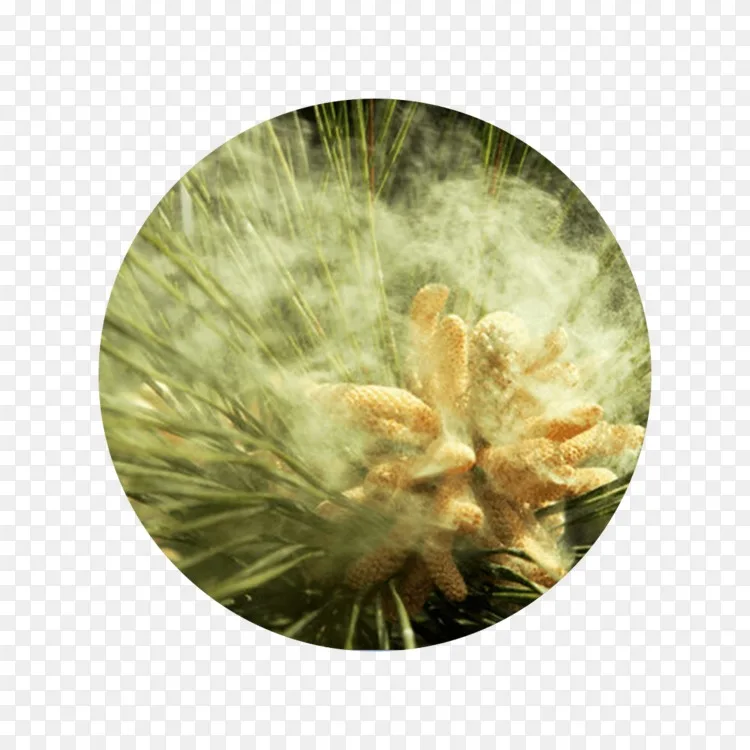花粉松花粉树蜜蜂苏格兰松树png图片素材免费下载 图片编号 Png素材网 花粉松花粉树蜜蜂苏格兰松树png图片素材免费下载 图片编号 Png素材网