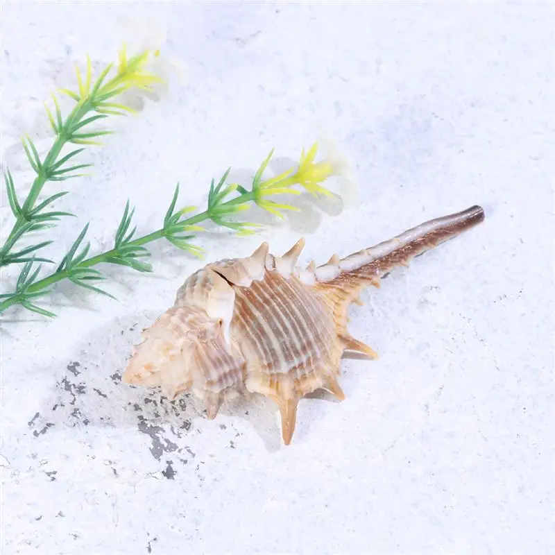 1 Bag 200g DIY Natural Decorative Beach Beautiful Seashells Crafts Set For Home Fish Tank Aquarium Decoration