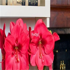 Ngryise 10 шт. набор Amaryllis hippeastrutilum - Цвет: 15