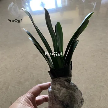 

Ngryise 2Pcs A Set Clivia miniata