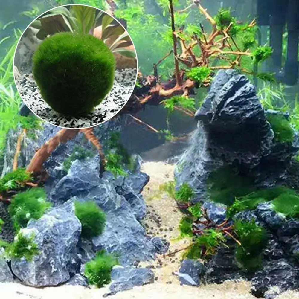 Аквариум мох аквариум живыми рыбами растения Aquaristics аквариум для креветок мох шар вода травяная креветка водная трава шары