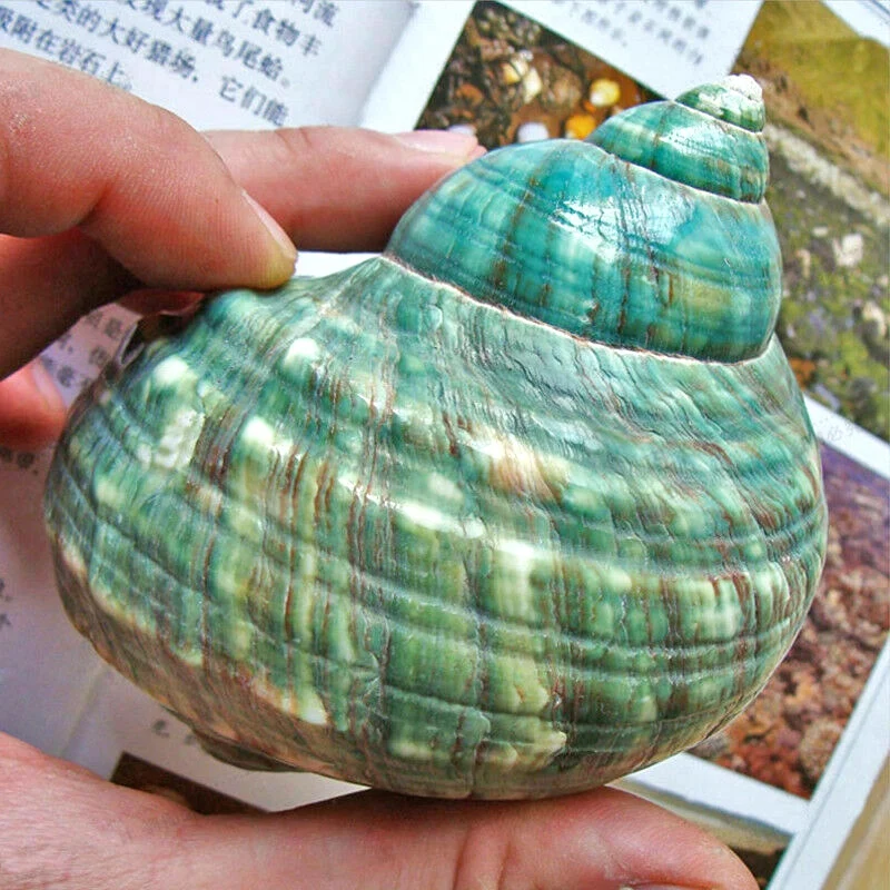 

Top-10CM Green Turbo Natural Rare Real Sea Shell Conch Stunning Healing Decor Ocean 1Pcs
