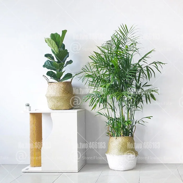 Комнатные растения Редкие Chrysalidocarpus Lutescens домашний декор бонсай Areca пальмовое бонсай бабочка пальмовое растение горшок 5 шт