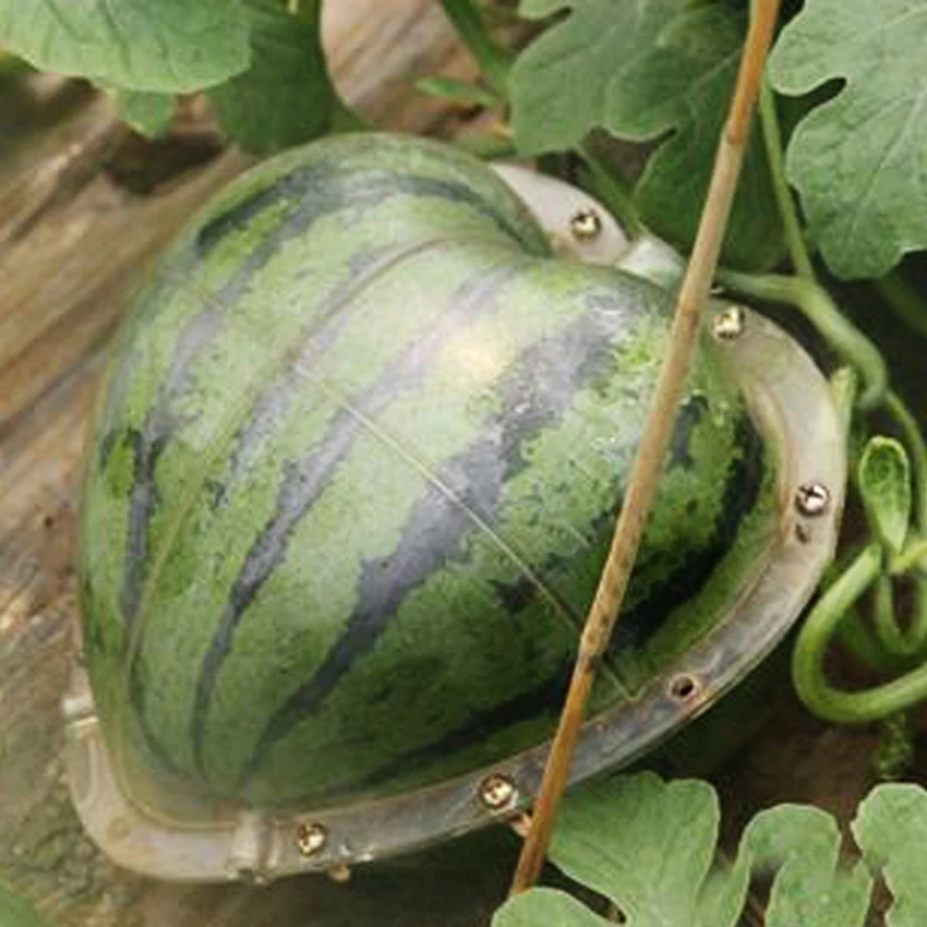 17x17x17 см пластиковая прозрачная форма в форме сердца для выращивания арбуза для сада, фруктового сердца, формирующая рост, фиксированная форма