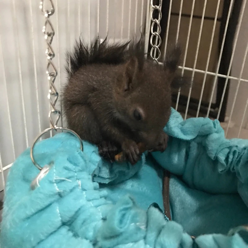 Кролик, белка, теплое хлопковое гнездо, Теплый Гамак, игрушка для маленьких домашних животных, шиншилл, хомяк, спальное гнездо, регулируемый коврик для домашних животных