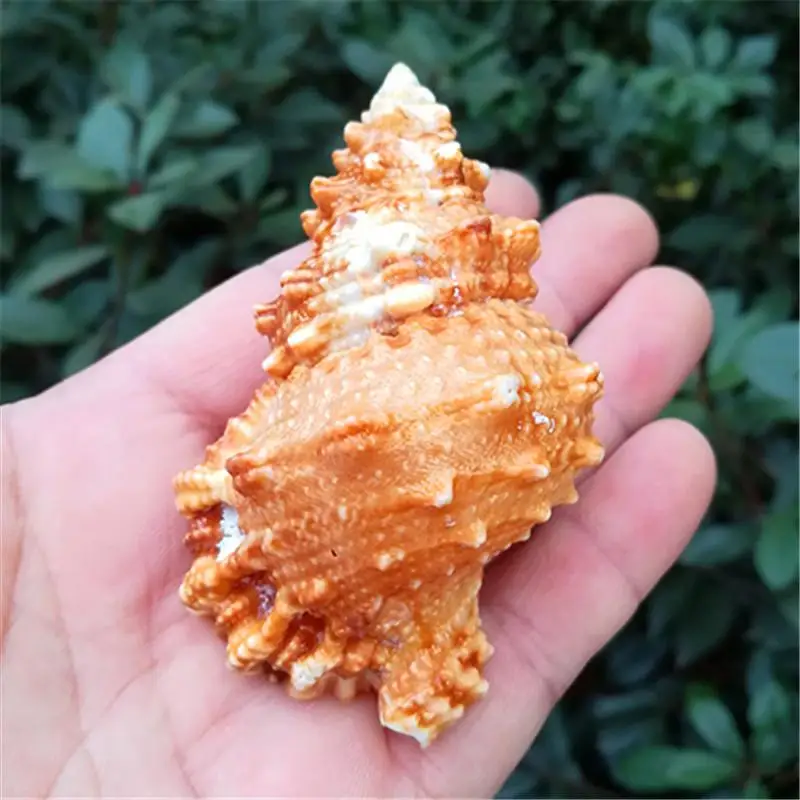 Раковины naturarare образец аквариума украшения для ландшафта раковины каури морской раковины украшения