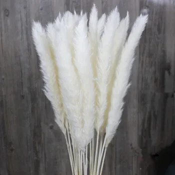 

Natural Dried Flower Reed Home Pampas Grass Net Red Dry Living Room Bouquet Small Pampas Decorative Ins Floor Wind Decoration