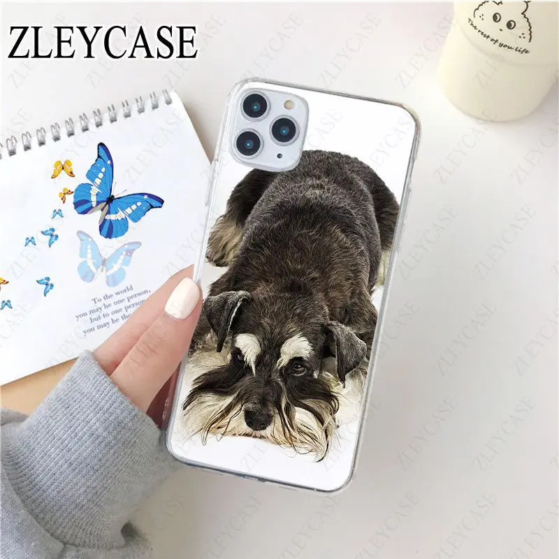 Miniature schnauzer puppy dog