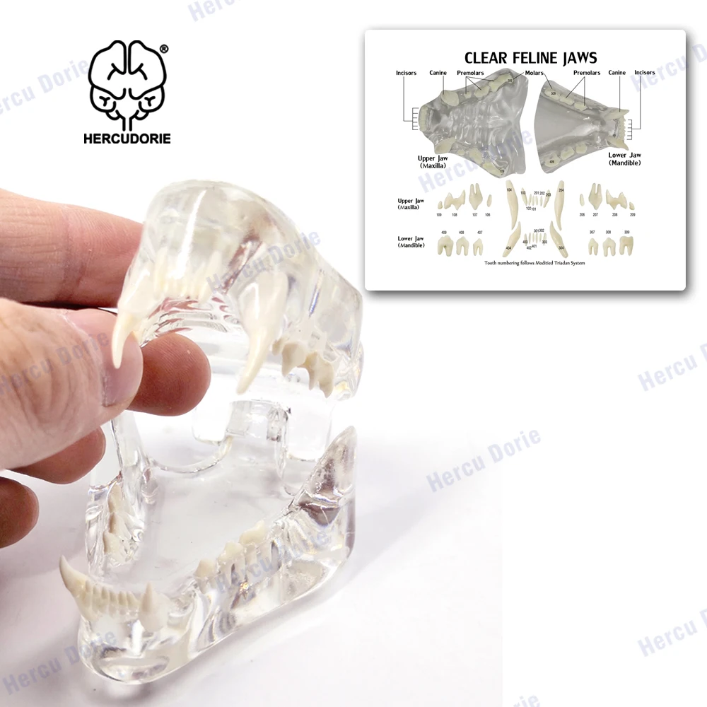 

Feline Dental Model | Animal Body Anatomy Replica of Cat Jaw W/Teeth for Veterinary Office Educational Tool