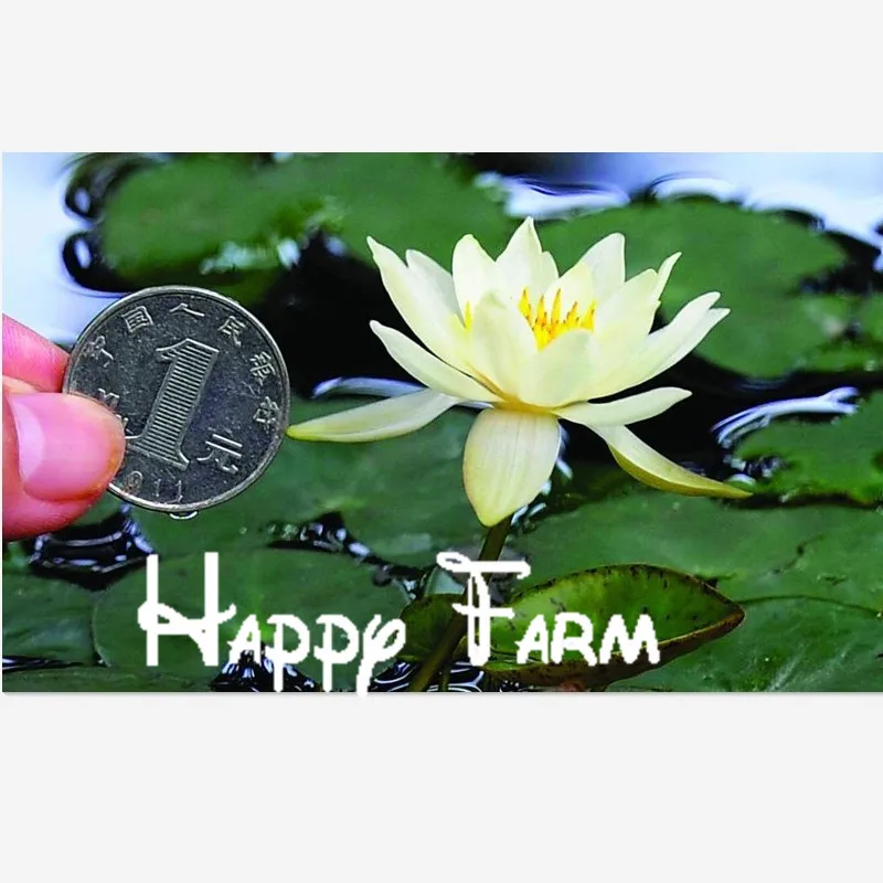 Aquatic plants blossom mini Water lily Plantas Miniature lotus Bonsai plants floresling for home& garden 15 Pcs/bag