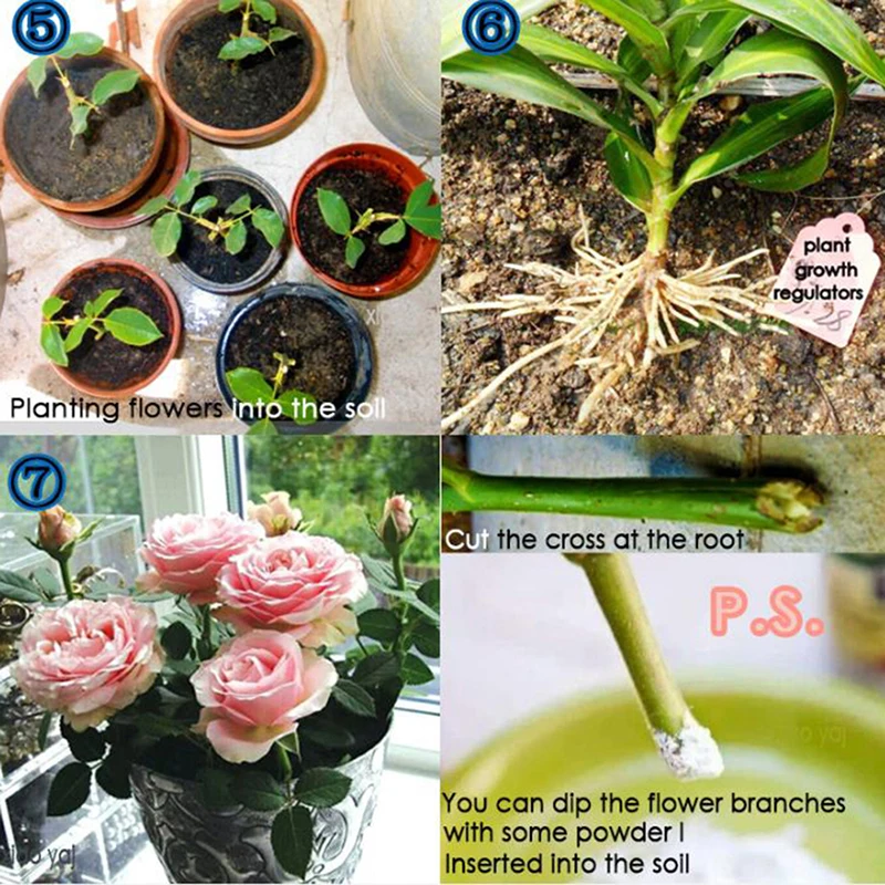 Bonsai Plant Rapid Growth Root Medicinal Hormone Regulators Aid Fertilizer For Early Healing Of Incision Quickly Take Root 10Bag