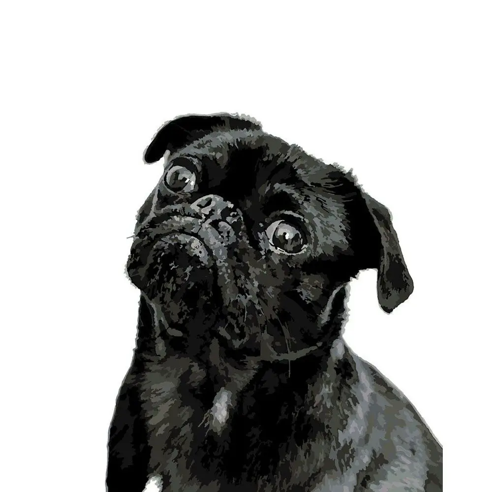 pintura-por-n-meros-negro-pug-40x50-cm-jpg