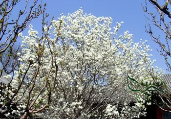 

Michelia Alba White Champaca White Sandalwood Bai-Yu-Lan