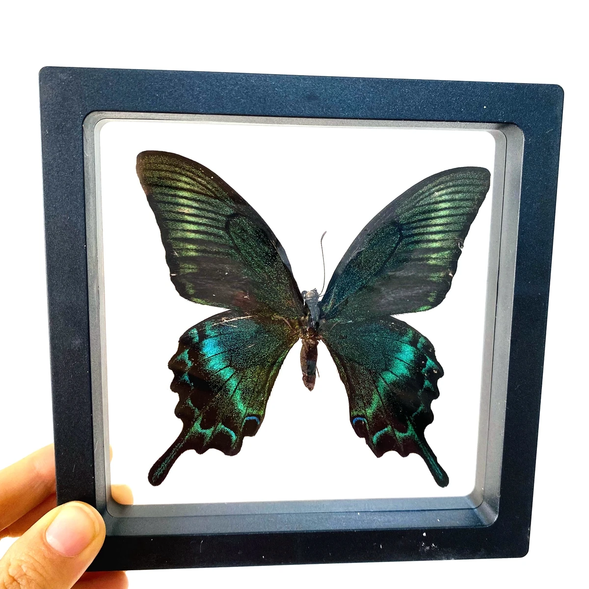 Big Real Butterfly Specimen Holiday Gift Modern Simple Creative Desktop Decoration Picture Frame Specimen Birthday Gift Home Dec