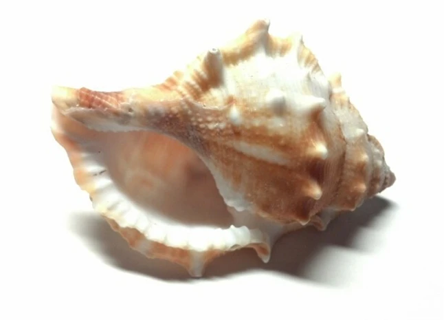 conchas seashell4.jpg