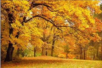 

SHENGYONGBAO Vinyl Custom Photography Backdrops Prop Autumn Scenery theme Photo Studio Background YH19428-201