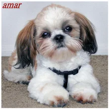 Shih Tzu dog, алмазная картина ручной работы с животными, 5D алмазная живопись,, Набор для вышивания крестиком, алмазная вышивка, мозаика, Декор