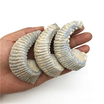 

1PC Madagascar Natural Oyster Fossil Paleontological Teaching Taxidermy Hands Play with Original Stone Natural Quartz Crystals
