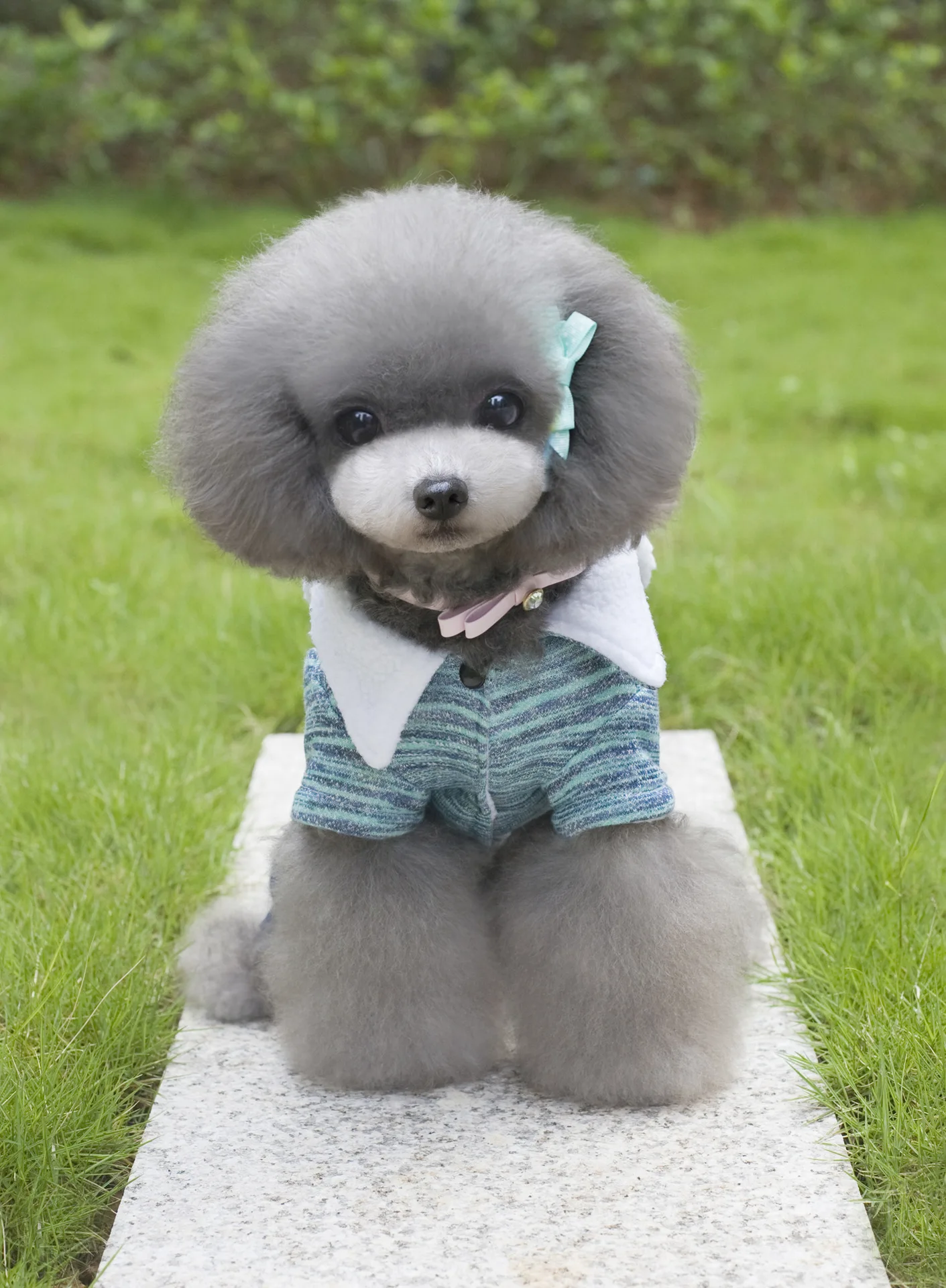 Cross-border hot selling pet clothes dog four-legged clothes cat clothes bean rabbit four-legged cotton clothing Amazon